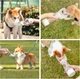 Дорожная бутылка-поилка Dogness для собак и кошек с отсеком для воды и корма 566мл, розовый - изображение 7