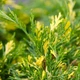 Саженцы Яскрава Можжевельник казацкий Variegata контейнер 0.5 л (60877) - изображение 2