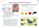 Книга Альбом з мистецтва. 6 клас НУШ - Олена Гайдамака (Українська мова) - зображення 2