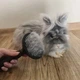 Щетка для вычесывания шерсти Purlov с функцией самоочистки массажная для котов и собак для длинной и короткой шерсти с эргономичной нескользящей ручкой и безопасными зубцами для ухода за домашними животными - изображение 3