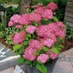 Гортензия древовидная "Magical Dark Pink" многолетние цветы кустарниками - изображение 1