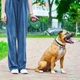 Повідець-рулетка для собак WAUDOG R-leash з контейнером для пакетів і світловідбивною стрічкою L до 40 кг 5 м зелений (262918) - зображення 2
