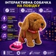 Інтерактивна собачка на повідку з повторенням голосу, ходить, співає, лиже язичком, коричнева, 23 см - зображення 2