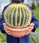 Кактус Echinocactus grusonii (Ехинокактус Грусония) - изображение 5
