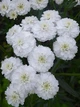 Саджанці Перлиниці, деревій птарміка (Achillea ptarmica «The Pearl») в 380гр горщиках - изображение 2