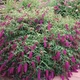 Саджанці Будлея Давида 'Роял Ред' (Buddleja davidii 'Royal Red') ) в 0.5л горщику - изображение 1