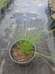 Саджанці Вівсяниця Блуред (Festuca Bluе red) в 380гр горщиках - изображение 3