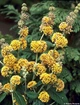 Саджанці Будлеї Санголд (Buddleja weyeriana 'Sungold') в 0.5л горщику - изображение 1