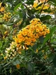 Саджанці Будлеї Санголд (Buddleja weyeriana 'Sungold') в 0.5л горщику - изображение 2