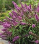 Саджанці Будлеї Давіда «Флютербі Пінк» (Buddleja davidii Flutterby Pink) в 0.5л горщику - изображение 2