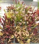 Рослина Сарраценія Sarracenia Хижа рослина дітка в горщику - изображение 5