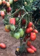 Семена среднеплодного томата Кузен 30 семян - изображение 3