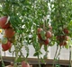Семена сердцевидного томата Фиолетовое сердце 15 семян - изображение 3