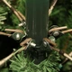 Сосна штучна Black Box Trees Millington зелена 1,55м (8718861279542) - изображение 6