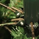 Сосна штучна Black Box Trees Edelman Charlton зелена 2,15м (8718861279368) - изображение 4