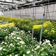 Желтая клеевая ловушка 100м BIOGREEN в рулоне - изображение 3
