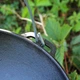 Казан татарский чугунный 12 л с чугунной крышкой и дужкой - изображение 5