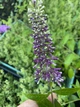 Буддлея Давида "Berries and Cream" горщик 1л - изображение 2