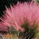 Muhlenbergia capillaris многолетние цветы, травы - изображение 3