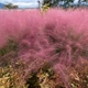 Muhlenbergia capillaris многолетние цветы, травы - изображение 4