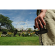 Бінокль Steiner Optik Safari UltraSharp 8x22 Чорний - зображення 4