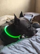 Яркий светодиодный LED ошейник для собак и кошек 0-70 см (можно укорачивать) с USB-заряд. Видимость до 500м в темноте. Цвет ЗЕЛЕНЫЙ. - изображение 2