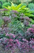 Очиток Вера Джеймсон Sedum Vera Jameson Р9 - зображення 1