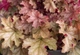 Гейхера Амаретто Heuchera World Caffe Amaretto C3 - изображение 2