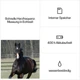 Комплект Polar Equine Healthcheck с датчиком пульса H10 для лошадей, черный - изображение 4