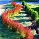 Imperata cylindrica "Red Baron" Садові багаторічні квіти,саджанці у горщиках,розсада - зображення 2