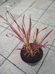 Imperata cylindrica "Red Baron" Садові багаторічні квіти,саджанці у горщиках,розсада - зображення 5