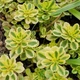 Саджанці седум Міддендорфа в контейнері 0,5л / Sedum middendorfianum - зображення 1