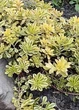 Саджанці седум Міддендорфа в контейнері 0,5л / Sedum middendorfianum - зображення 2