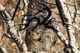 Мисливське чоловіче худі Legendary Whitetails Outfitter Hooded Big Game Field Camo (Розмір L) - изображение 6