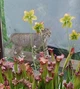 Насіння Сарраценія 10шт Хижа рослина сараценія мухоловка - изображение 6