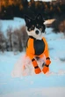 Високі черевики для собак Contact bootie high Non-stop dogwear Помаранчевий 3XS - изображение 5
