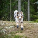 Черевики для собак Protector bootie Non-stop dogwear Чорний/Помаранчевий XS - зображення 3