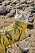 Рефлекторний дощовик для собак Hurtta Mudventure Reflective Coat 25 Жовтий - изображение 9