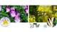 Бинокль Pentax UP 6.5x21 Papilio II (1073-930260) - изображение 9