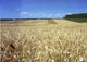 НУШ 1 класс. Зрительные диктанты по украинскому языку - Лариса Шевчук (на украинском языке) - изображение 2