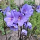 Синюха "Bressingham Purple"Квіткова розсада, багаторічні садові квіти - зображення 3
