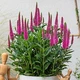 Вероніка "Lancita Pink" Цветочная рассада, многолетние садовые цветы - изображение 2