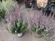 Верес звичайний 'Frühe Lisbeth' (Calluna vulgaris 'Frühe Lisbeth') - зображення 2