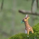 Сборная 3D модель Eugy Жираф, XEG-009 - изображение 7