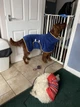Флісовий светр для собак теплий зимовий одяг для великих собак 3XL синій (PET-3XLB) - зображення 5
