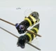 Стеклянная бусина 39*17мм отв: 2мм № 7550 ISTA Lampwork - изображение 1
