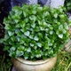 Семена Пеперомия прозрачная, Peperomia pellucida 10 шт/уп - изображение 1