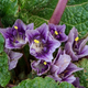 Насіння Мандрагора лікарська, Mandragora officinarum, 2 шт./пач. - зображення 4