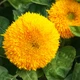 Семена Подсолнечник карликовый декоративный Dwarf Double Yellow 5 шт/уп - изображение 1