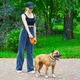 Поводок-рулетка для собак WAUDOG R-leash L ленточный 5 м до 40 кг оранжевый со светоотражающей лентой и диспенсером контейнером боксом для мусорных пакетов пластиковый поводок для крупных и средних пород для выгула - изображение 3